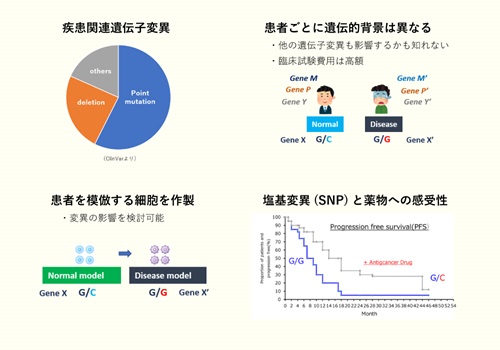 1塩基変異（SNP）細胞作製