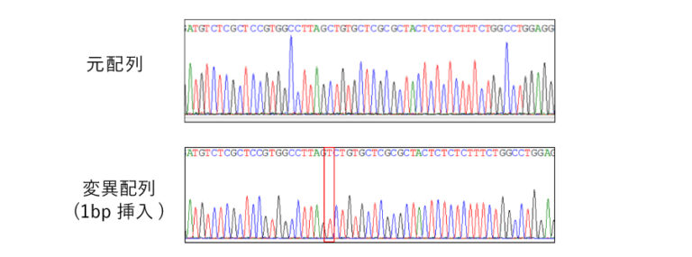 GenAhead Bio_ノックアウト事例
