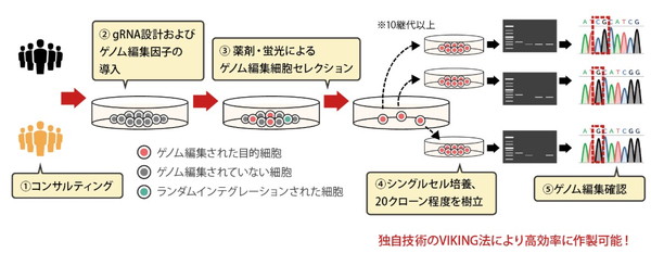 セツロテックiPS細胞・ES細胞事例