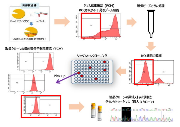 タカラバイオKO細胞株の作製